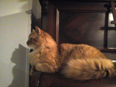 Athis – Jeune chat à adopter