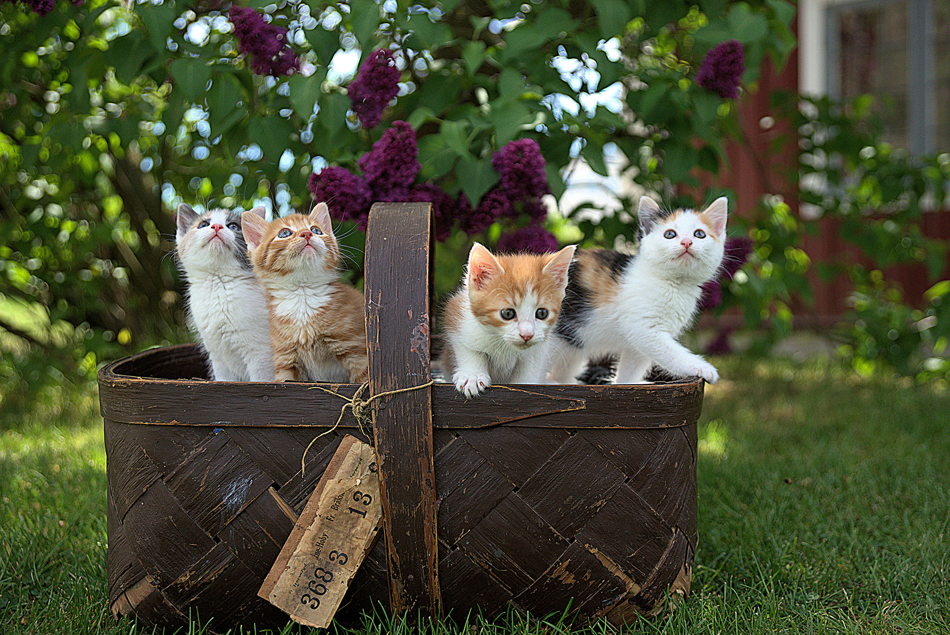 Les Amis Des Chats Du Loiret Les Amis Des Chats Du Loiret
