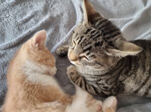 Chaton prêt à l’adoption