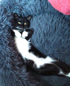 Petite Chatoune au pelage soyeux