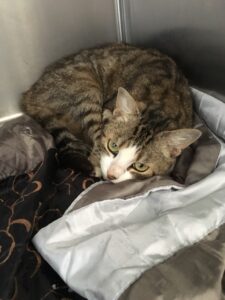 Nous avons besoin de FAMILLES D&rsquo;ACCUEIL pour quelques chats adultes