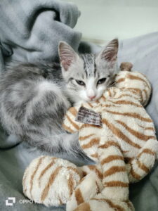 Willow