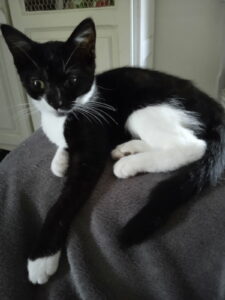 Fratrie de chatons